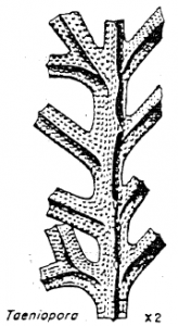 Bryozoan 1