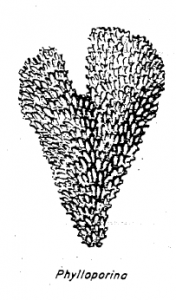 Bryozoan 2