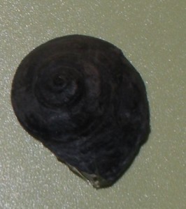 Snail 1